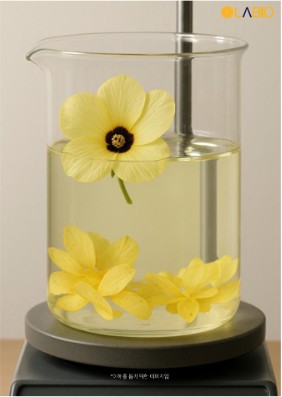 Cold Brewing + Fermentacja Bacillus