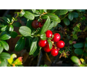 Borówka brusznica, borówka czerwona (Vaccinium vitis-idaea) Ekstrakt
