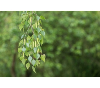 Brzoza brodawkowata (Betula verrucosa) Ekstrakt