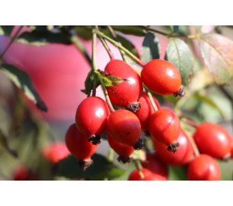 Dzika róża (Rosa canina) Ekstrakt