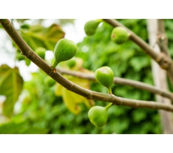 Figowiec pospolity (Ficus carica) Ekstrakt