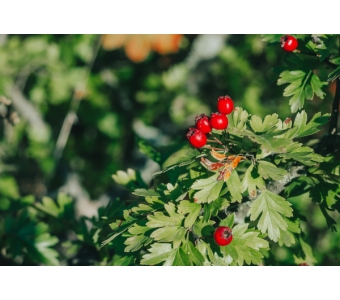 Głóg (Crataegus) Ekstrakt