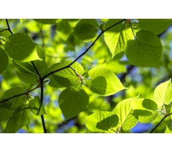 Lipa srebrzysta, lipa węgierska (Tilia tomentosa) Ekstrakt