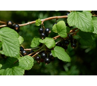 Porzeczka czarna (Ribes nigrum) Ekstrakt