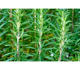 Rozmaryn lekarski (Rosmarinus officinalis) Ekstrakt